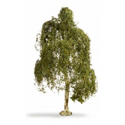 Hängebirke 18 cm hoch