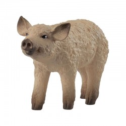 Wollschwein Ferkel