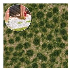 Grasbüschel kurz Spätsommer