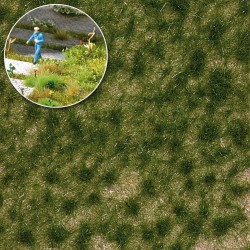 Grasbüschel lang Spätsommer